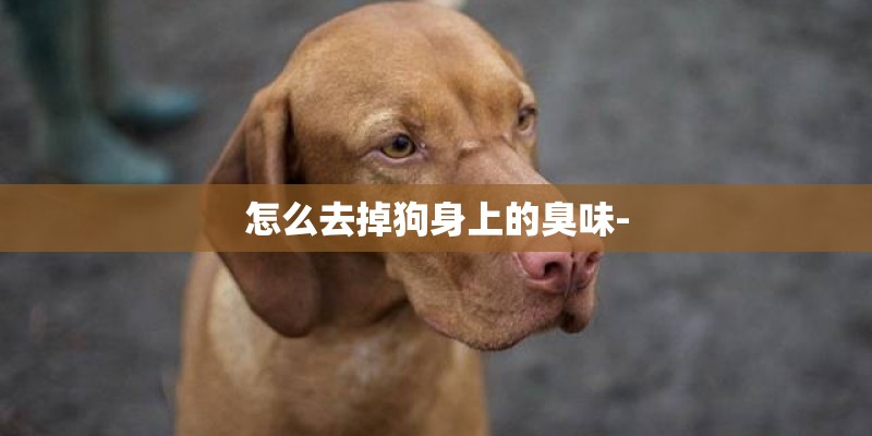 怎么去掉狗身上的臭味-