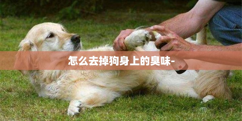 怎么去掉狗身上的臭味-