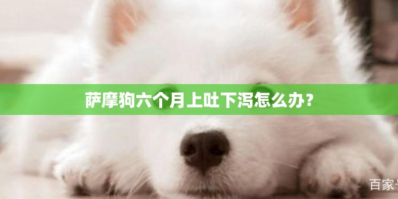 萨摩狗六个月上吐下泻怎么办? 萨摩狗六个月上吐下泻怎么办?