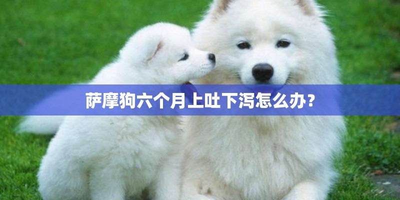 萨摩狗六个月上吐下泻怎么办? 萨摩狗六个月上吐下泻怎么办?