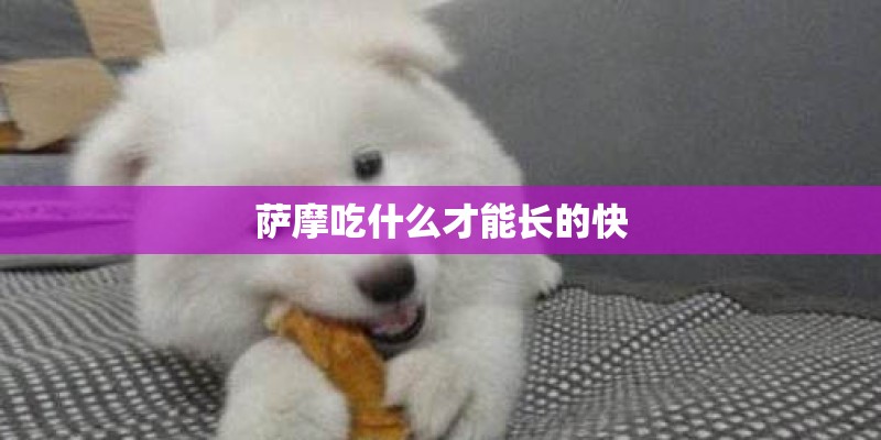 萨摩吃什么才能长的快