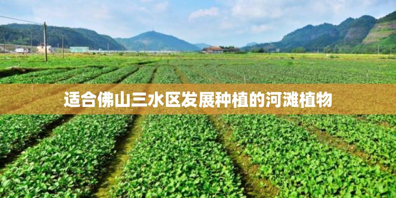 适合佛山三水区发展种植的河滩植物