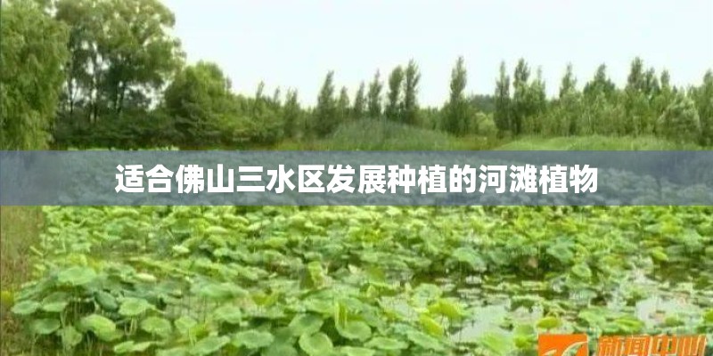 适合佛山三水区发展种植的河滩植物
