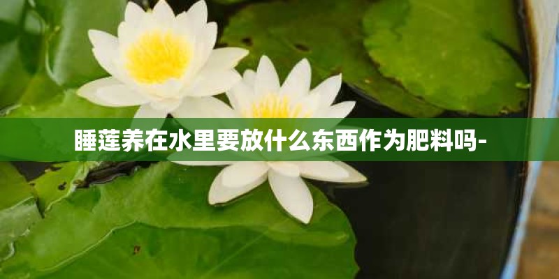睡莲养在水里要放什么东西作为肥料吗-