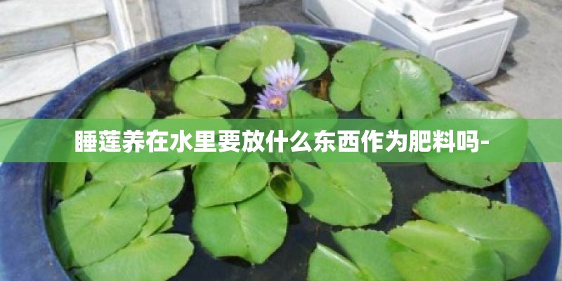 睡莲养在水里要放什么东西作为肥料吗-