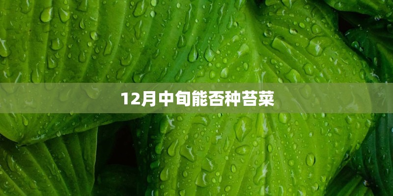 12月中旬能否种苔菜