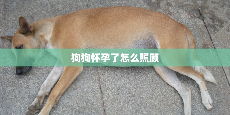 狗狗怀孕了怎么照顾