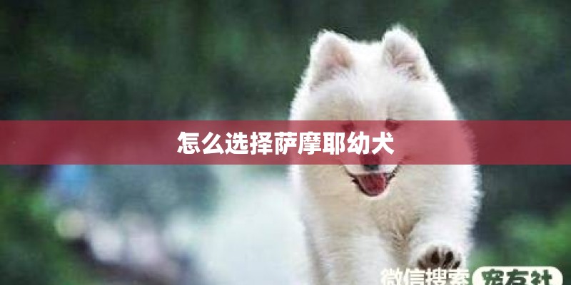 怎么选择萨摩耶幼犬