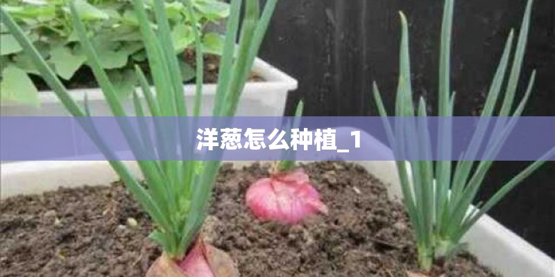洋葱怎么种植_1