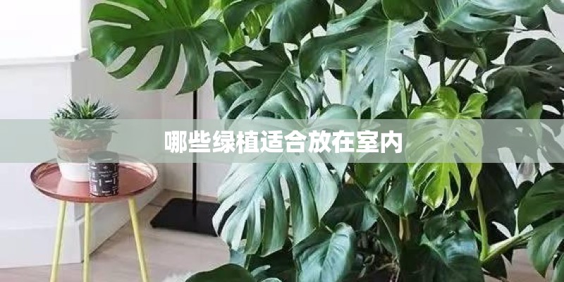 哪些绿植适合放在室内
