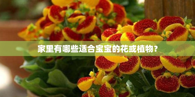 家里有哪些适合宝宝的花或植物？