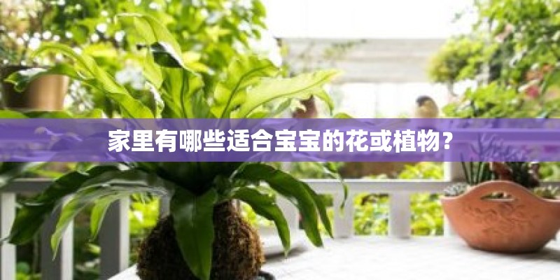 家里有哪些适合宝宝的花或植物？