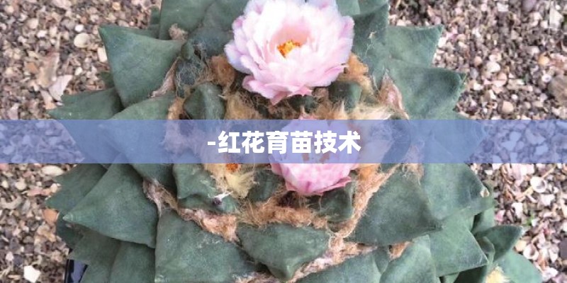 -红花育苗技术