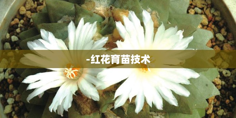 -红花育苗技术
