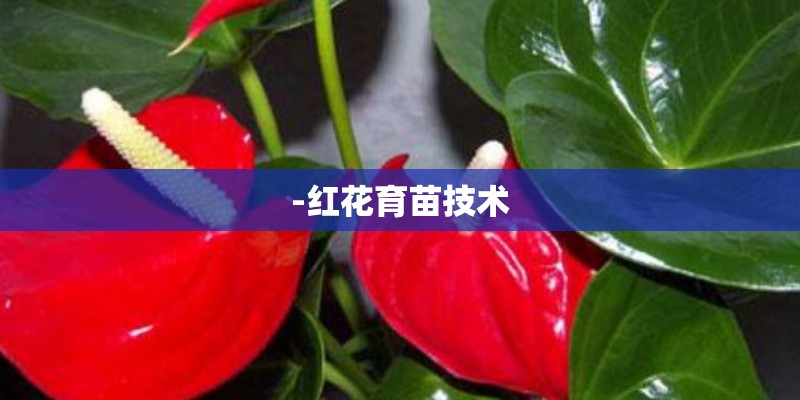 -红花育苗技术