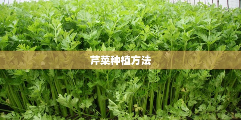 芹菜种植方法