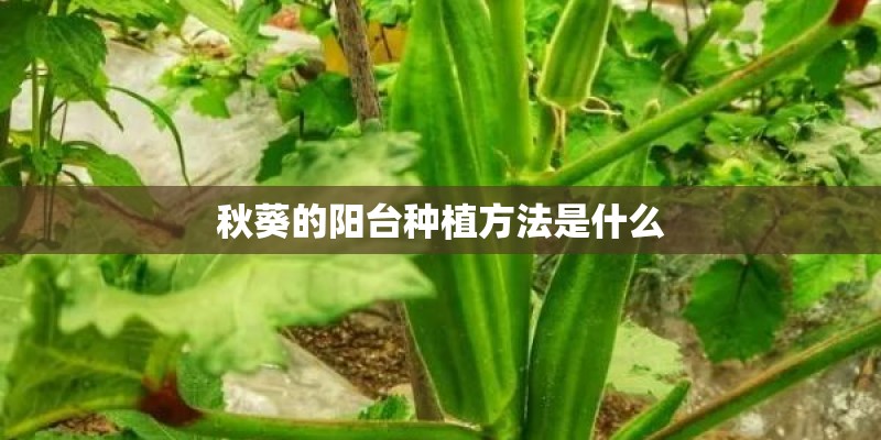 秋葵的阳台种植方法是什么