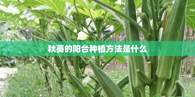 秋葵的阳台种植方法是什么