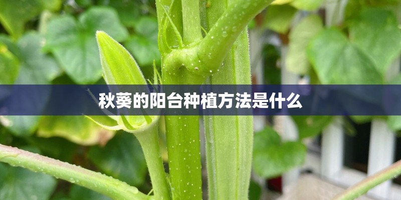 秋葵的阳台种植方法是什么