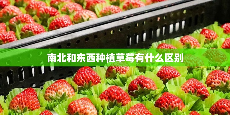 南北和东西种植草莓有什么区别