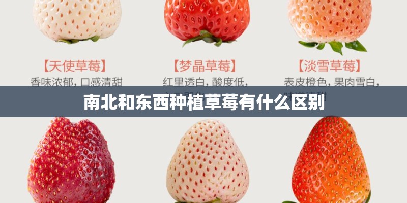 南北和东西种植草莓有什么区别