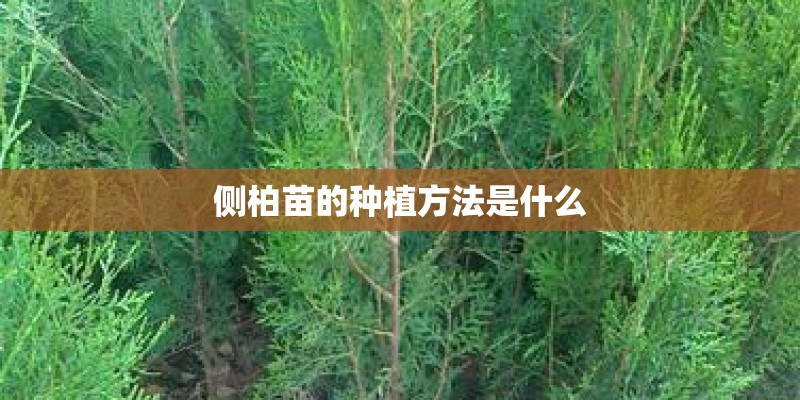 侧柏苗的种植方法是什么