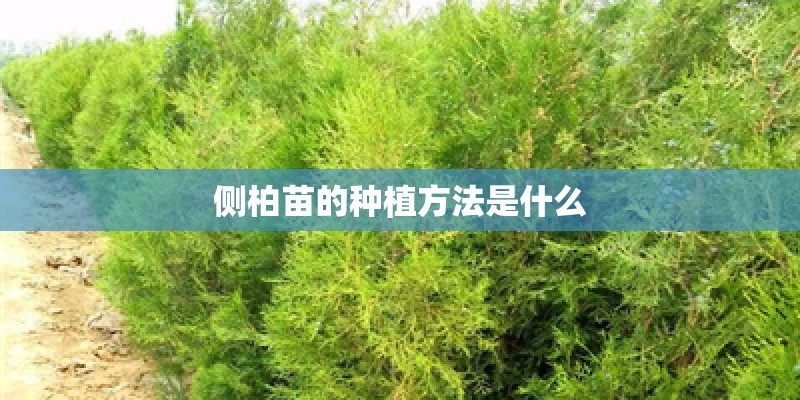 开揽巡有面子吗