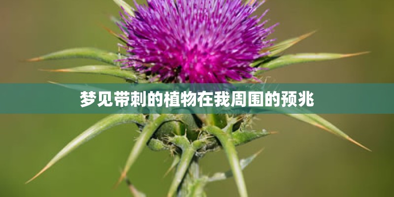 梦见带刺的植物在我周围的预兆