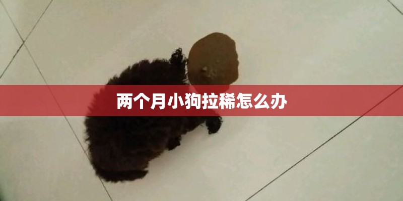 两个月小狗拉稀怎么办