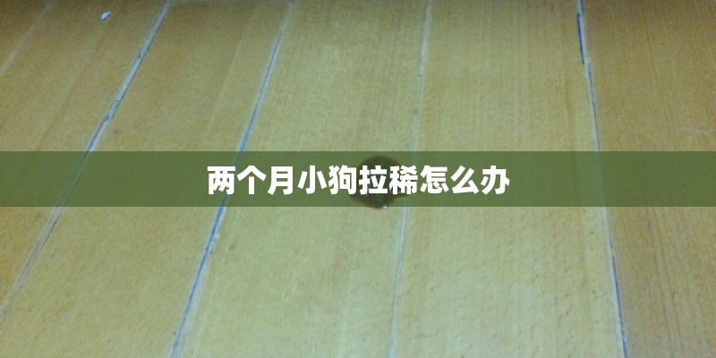 两个月小狗拉稀怎么办
