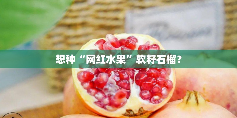 想种“网红水果”软籽石榴？