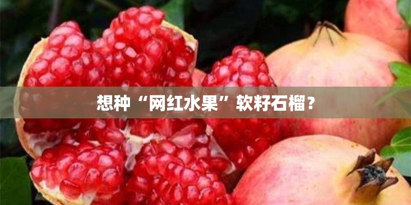 想种“网红水果”软籽石榴？
