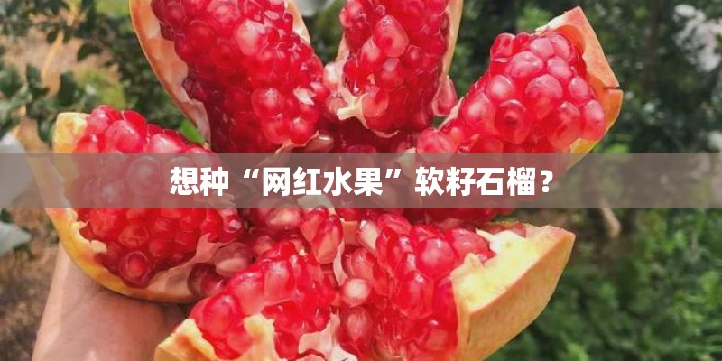 想种“网红水果”软籽石榴？