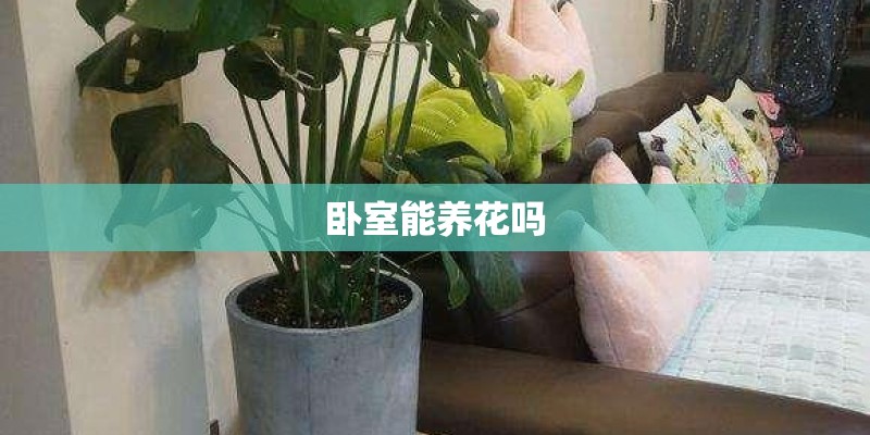 卧室能养花吗