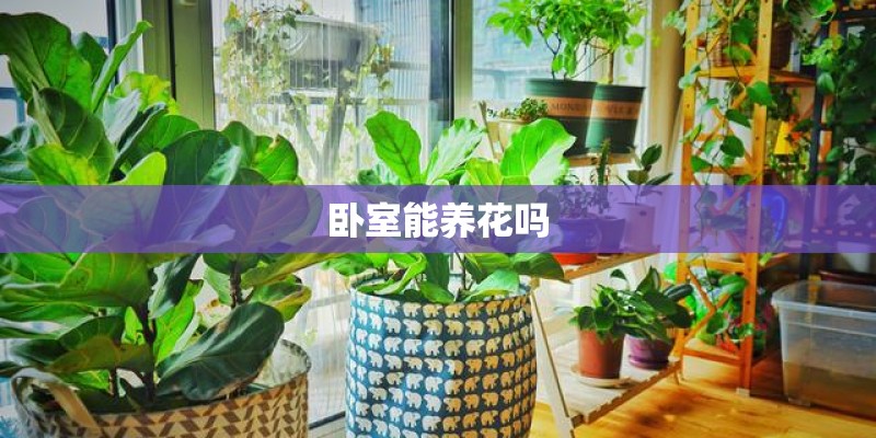 卧室能养花吗