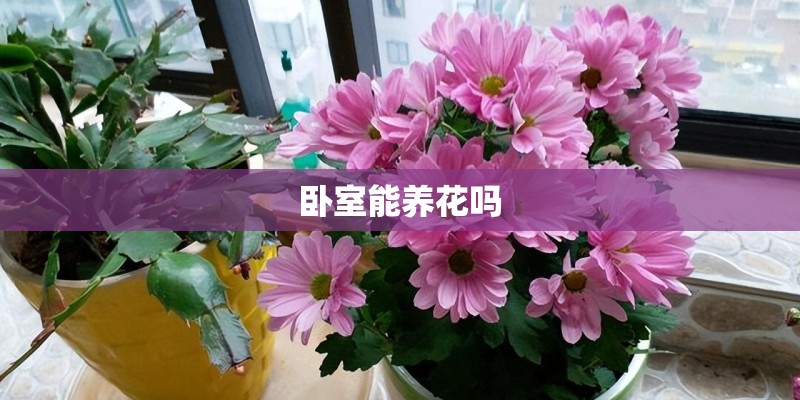 卧室能养花吗