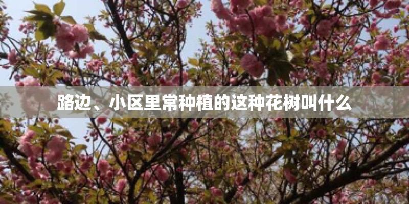路边、小区里常种植的这种花树叫什么