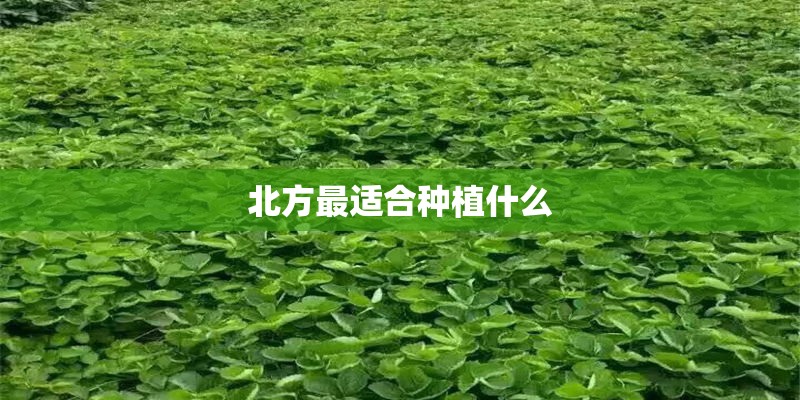 北方最适合种植什么