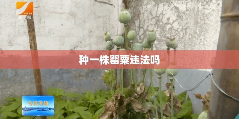 种一株罂粟违法吗