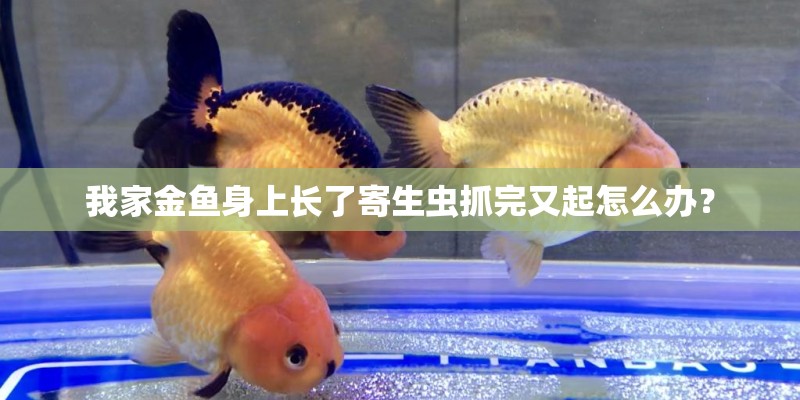 我家金鱼身上长了寄生虫抓完又起怎么办？
