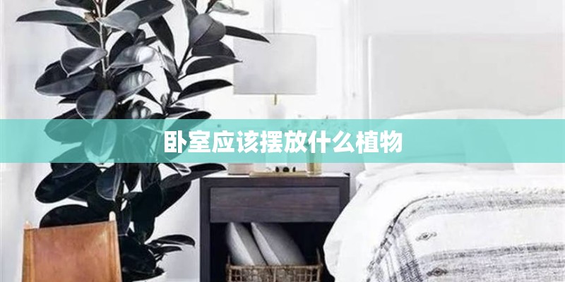 卧室应该摆放什么植物