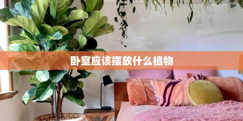 卧室应该摆放什么植物