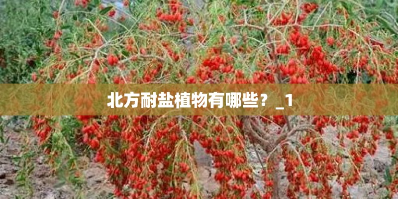 北方耐盐植物有哪些？_1
