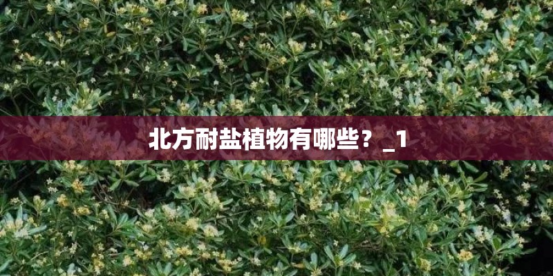 北方耐盐植物有哪些？_1