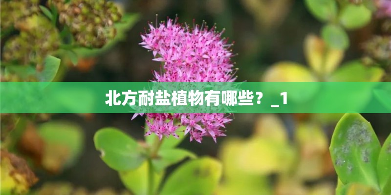 北方耐盐植物有哪些？_1