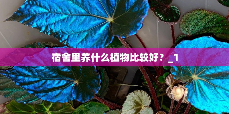 宿舍里养什么植物比较好？_1