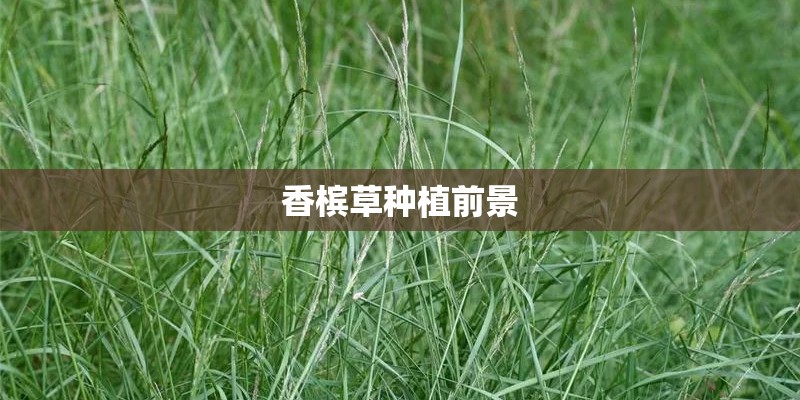 香槟草种植前景