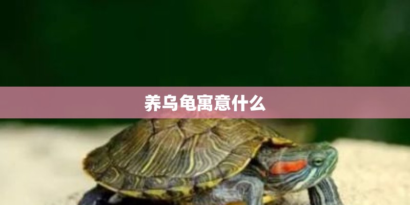 养乌龟寓意什么