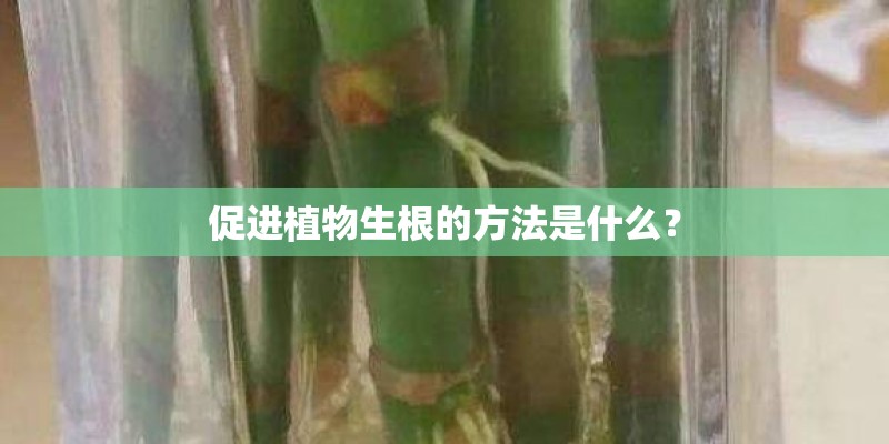 促进植物生根的方法是什么？