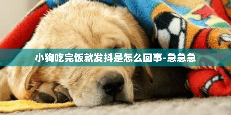 小狗吃完饭就发抖是怎么回事-急急急